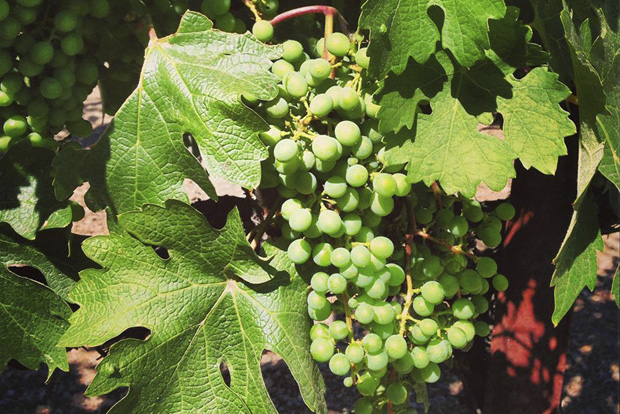 Grapes ripening to eventually become fantastic wine from Bourassa Vineyards