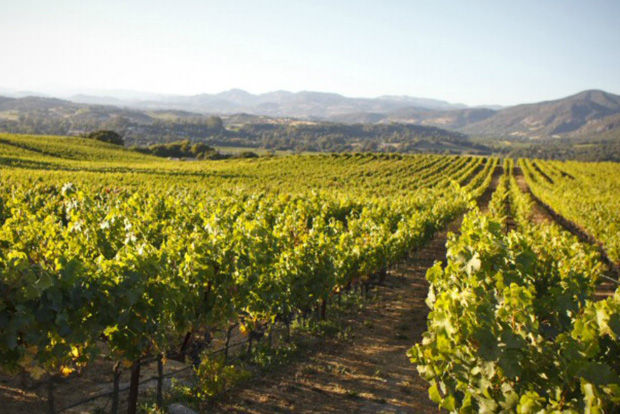 The vineyards at Moone Tsai Winery in Napa Valley