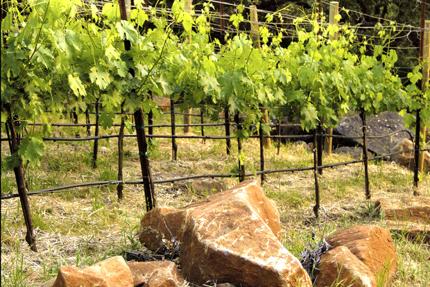 The vines that create the delicious wines at Oakville East in Napa Valley