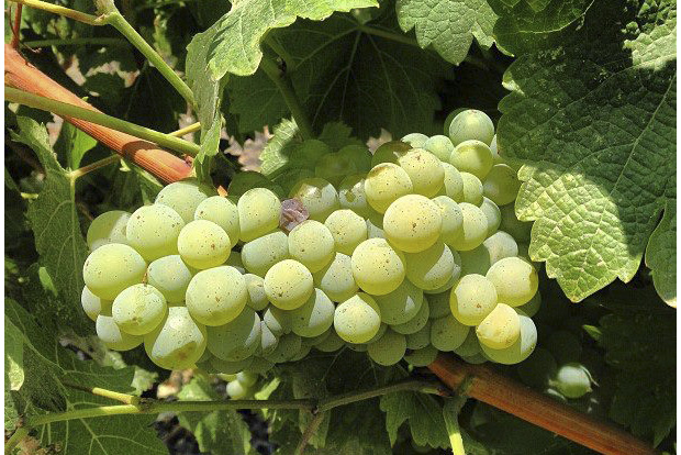 Grapes before becoming the liquid sunshine that is Alpha Omega's Chardonnay